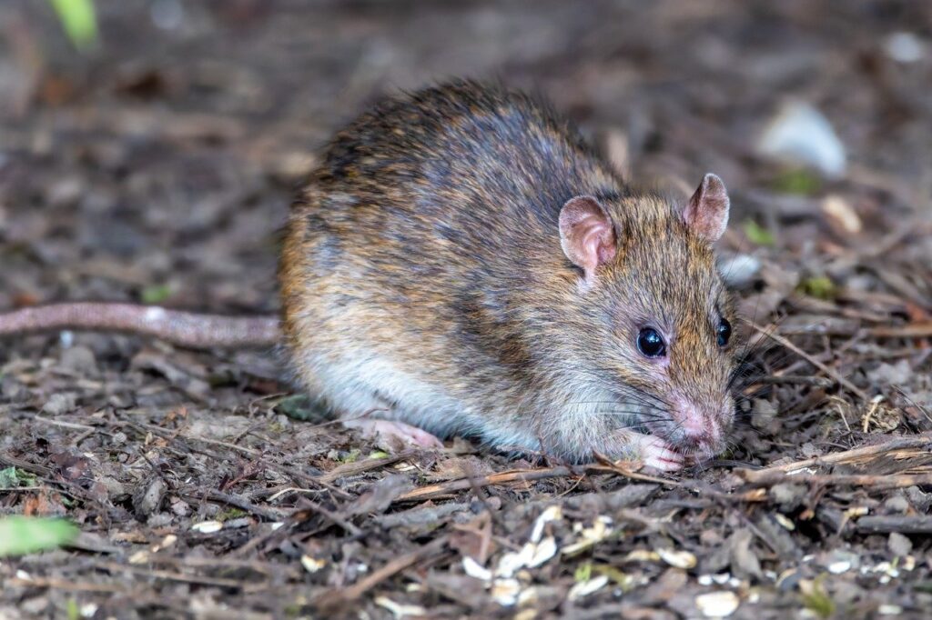 Photo d'un rat brun adulte, le nuisible à l'origine des signes de rats et souris décrits dans cet article.