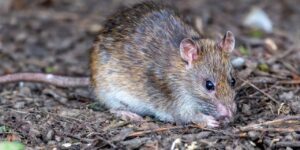 Photo d'un rat brun adulte, le nuisible à l'origine des signes de rats et souris décrits dans cet article.