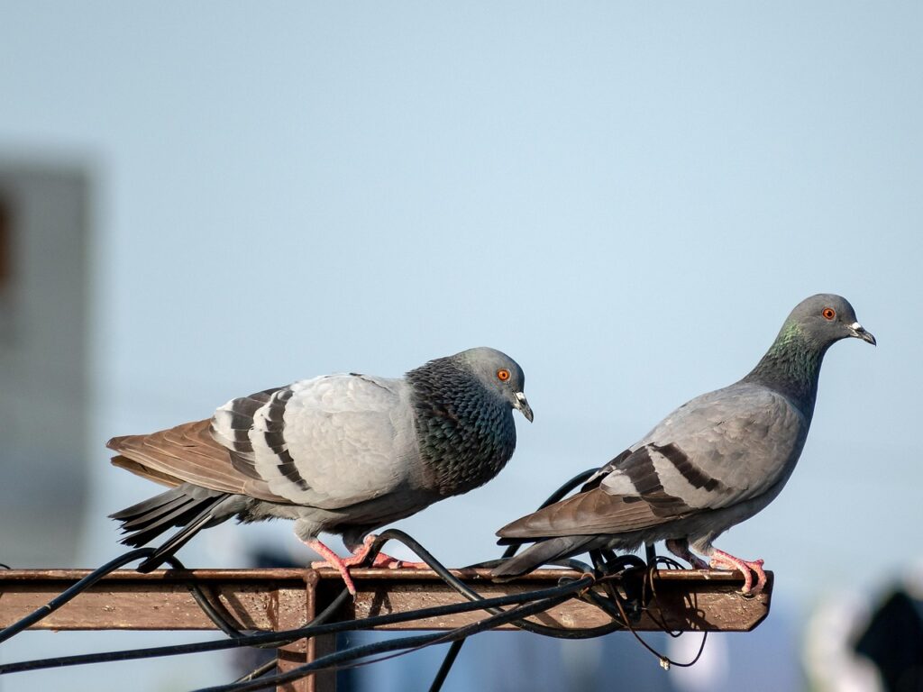 Deux pigeons posés sur un rebord, montrant pourquoi un dépigeonnage professionnel est nécessaire pour protéger vos façades. éloigner les pigeons