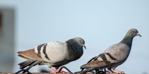 Deux pigeons posés sur un rebord, montrant pourquoi un dépigeonnage professionnel est nécessaire pour protéger vos façades. éloigner les pigeons