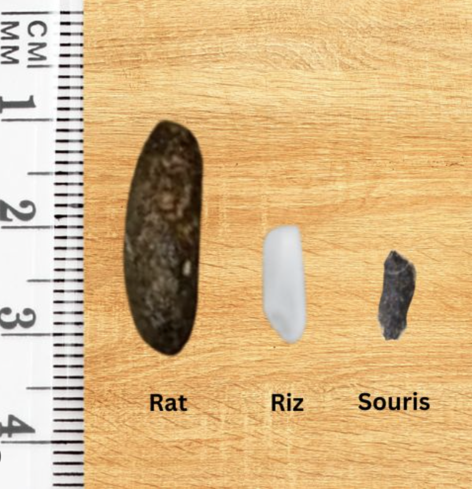 Signes de rats et souris dans une habitation en Belgique
