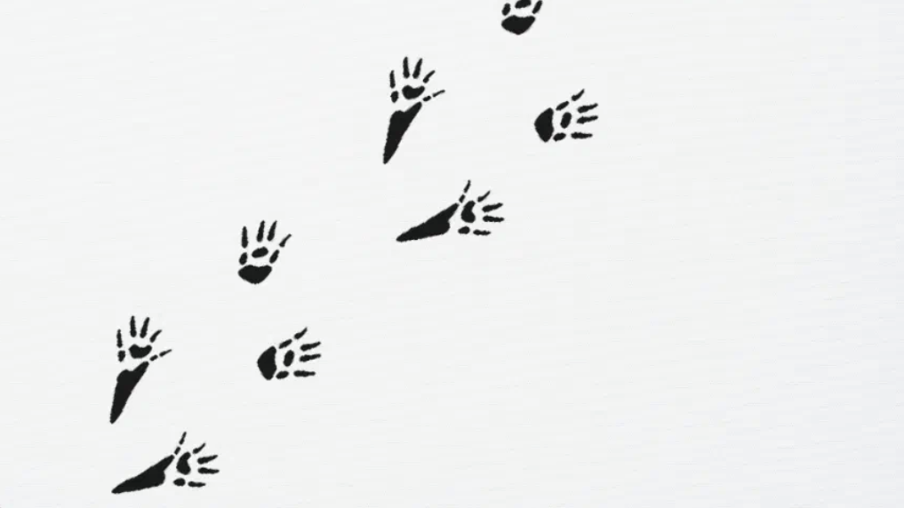 Piste d'empreintes de pattes noires de rongeurs, caractéristiques de rats ou de souris, utiles pour l'identification d'une infestation