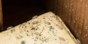 Gros plan sur des Psoques (ou poux des livres) qui marchent sur du bois humide avec de la moisissure.