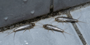 Gros plan sur trois poissons d'argent rampant sur du carrelage de salle de bain humide près de joints moisis.