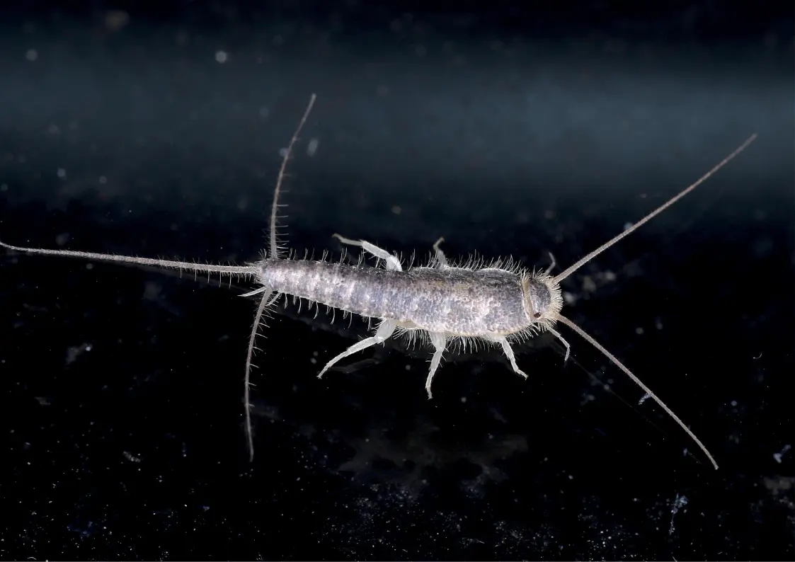 Poisson d’argent dans une salle de bain humide en Belgique