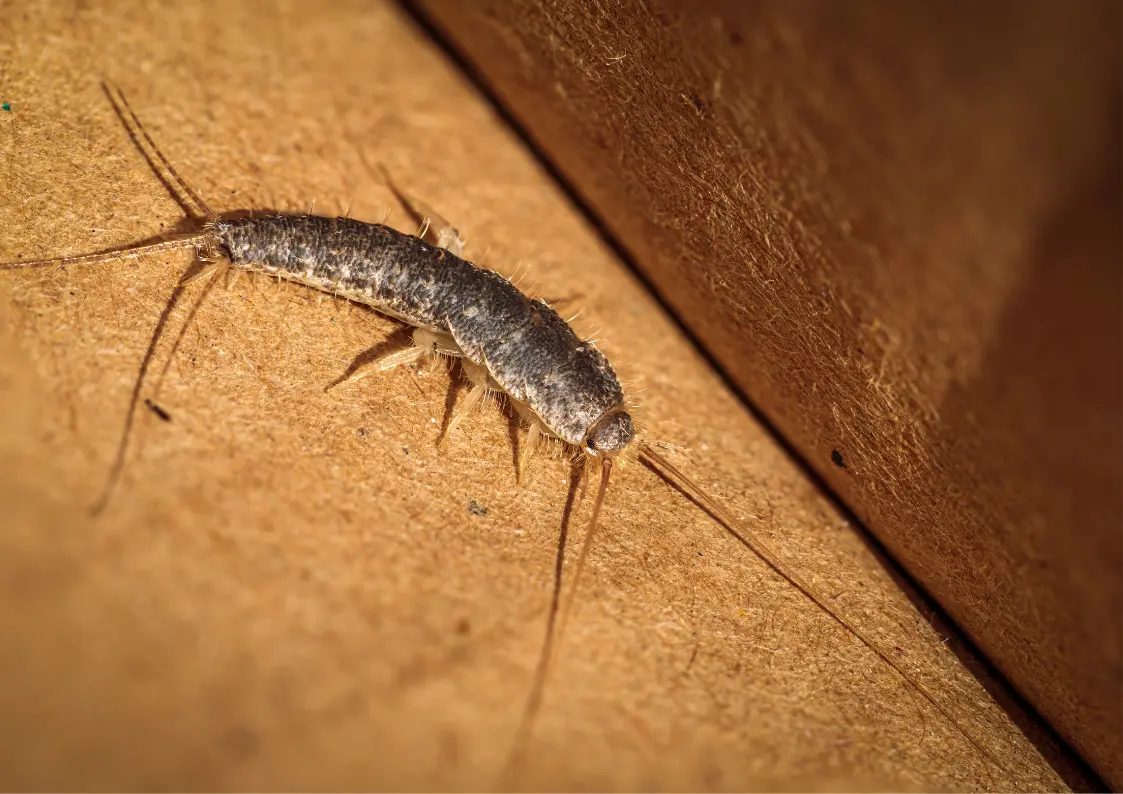 Humidité dans une salle de bain favorisant la présence de poissons d’argent en Belgique