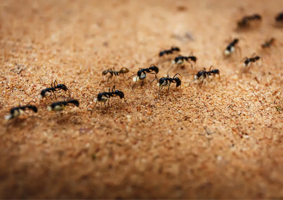 Passage de fourmis dans une cuisine en Belgique