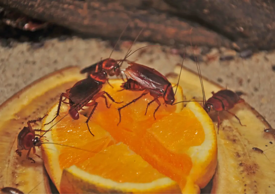 Blatte germanique dans une cuisine en Belgique