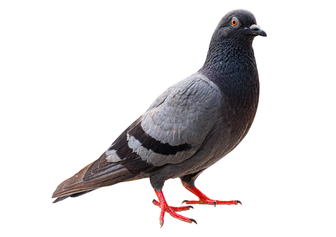 Illustration pigeons