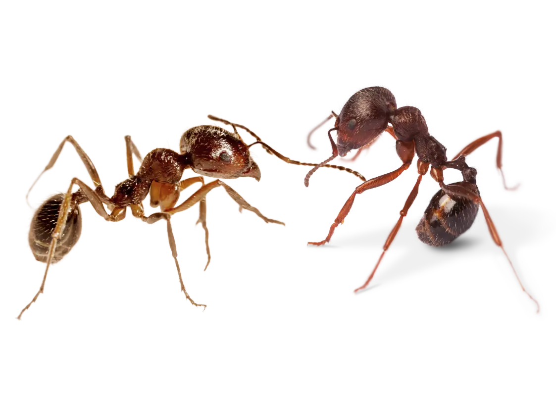 Illustration fourmis