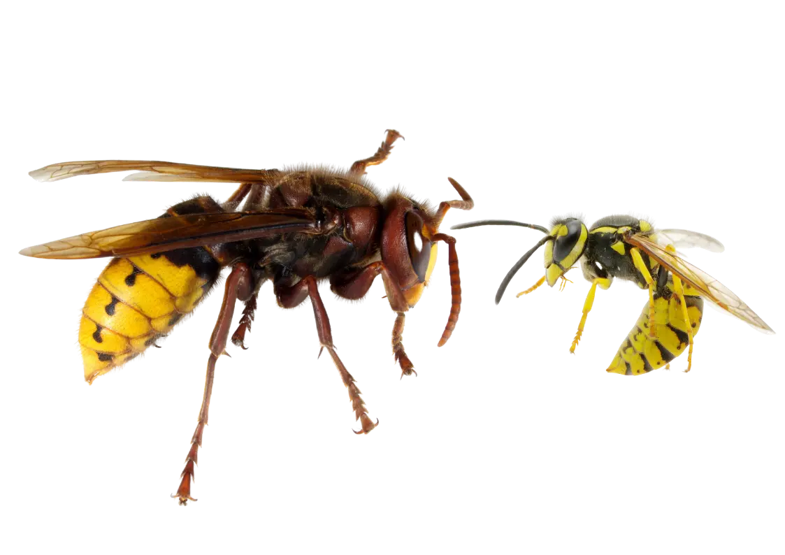 Illustration frelons et guêpes