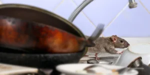 Rat dans la cuisine d'un restaurant
