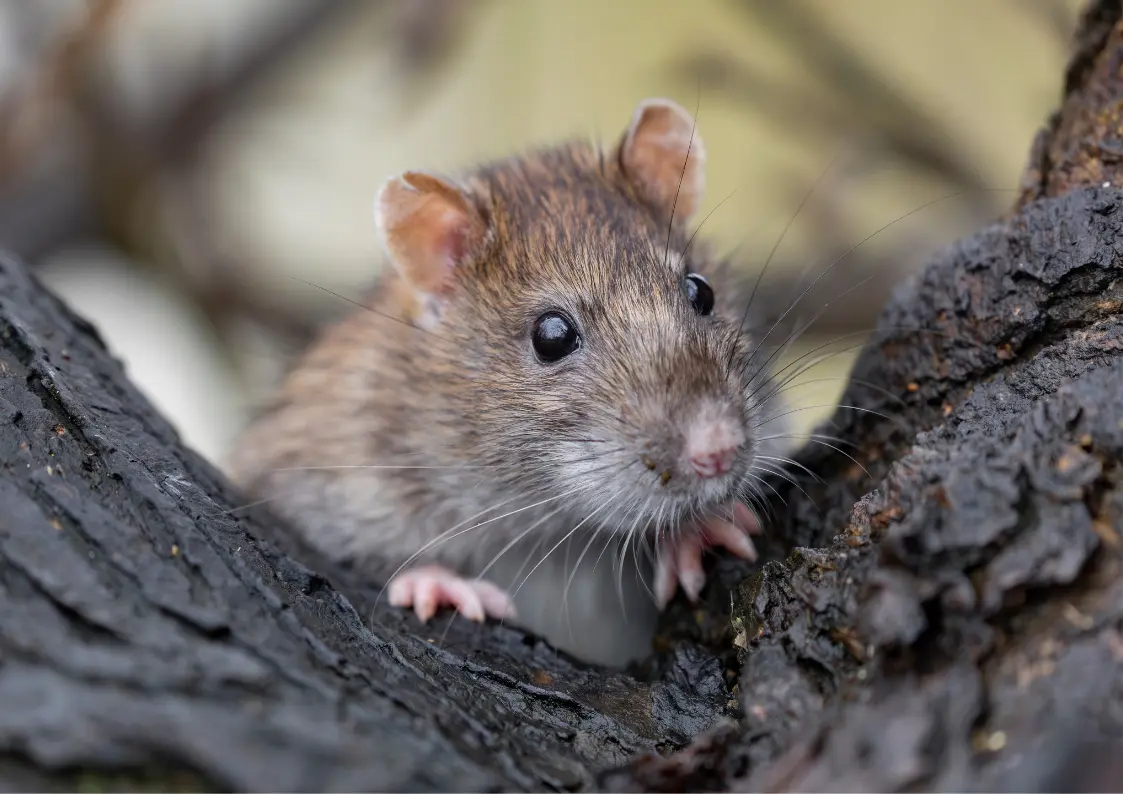 Dératisation contre les rats et souris en Belgique