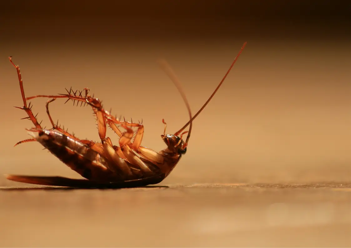 Désinsectisation contre les insectes nuisibles en Belgique