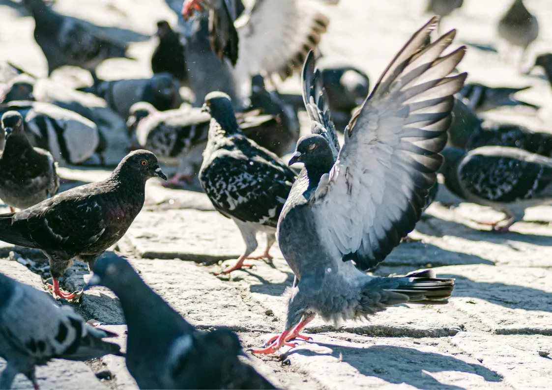 Dépigeonnage et protection contre les pigeons en Belgique