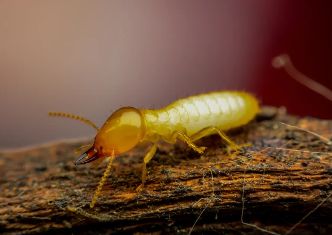 Traitement des insectes du bois en Belgique