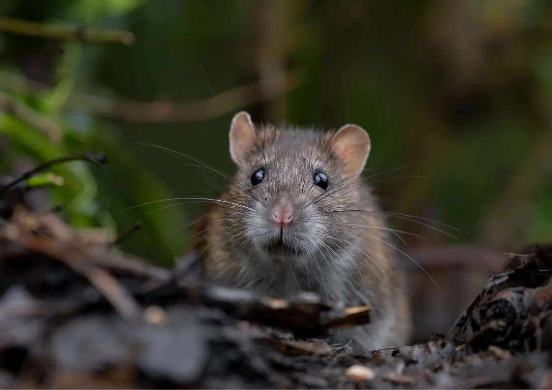 Technicien de dératisation lors d’un contrôle contre les rats et les souris en Belgique