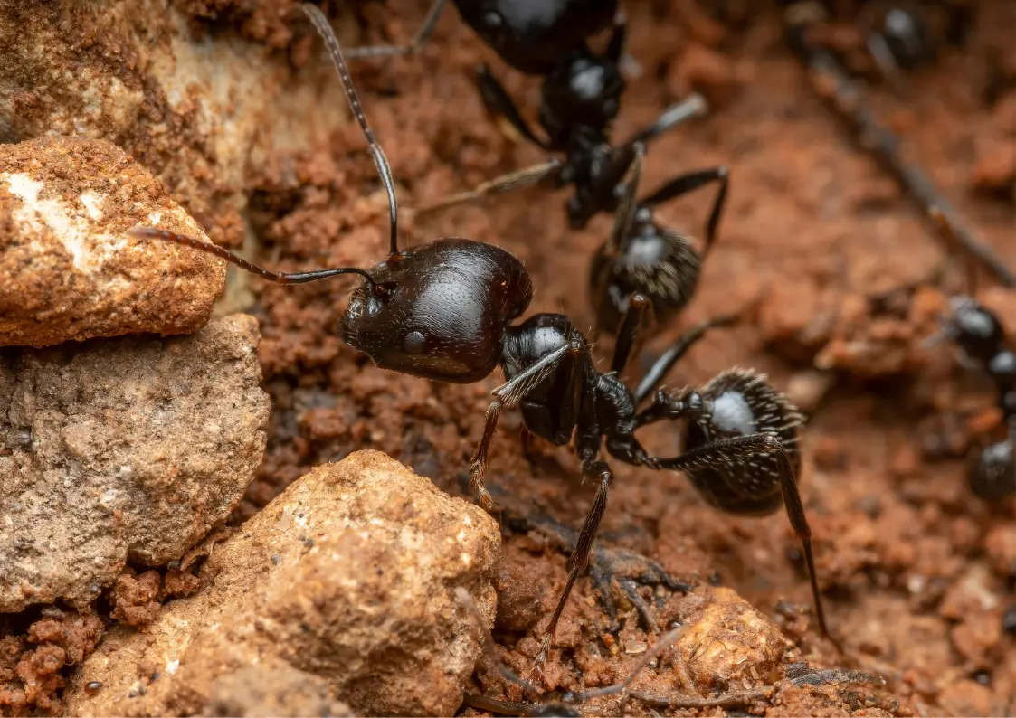 Fourmis dans une cuisine en Belgique