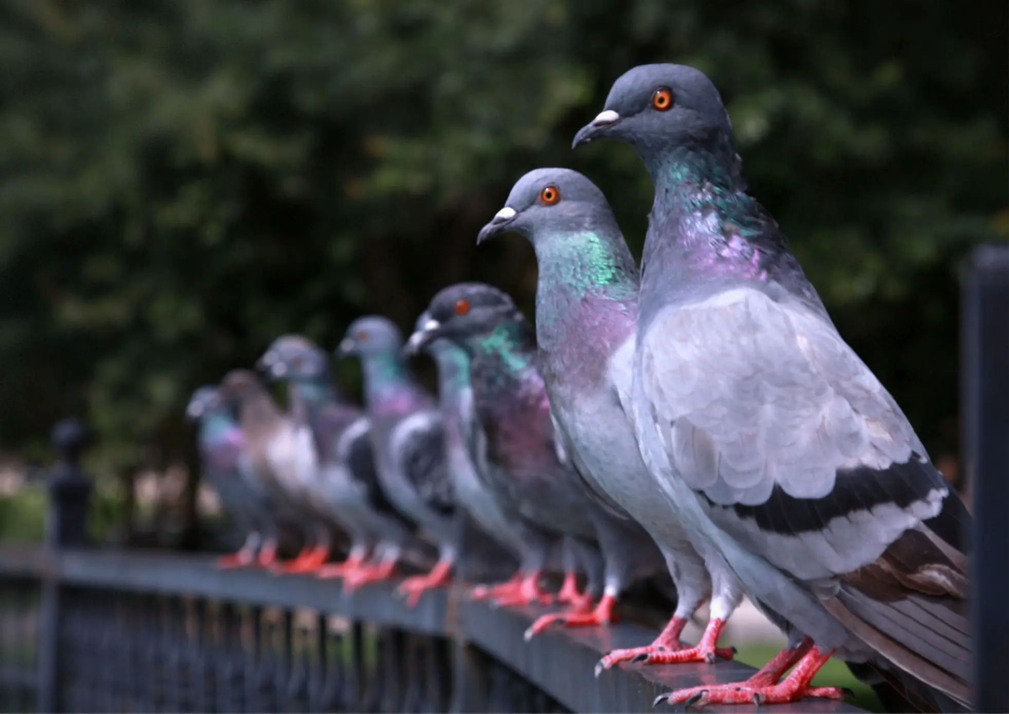 Dépigeonnage et protection contre les pigeons sur un bâtiment en Belgique