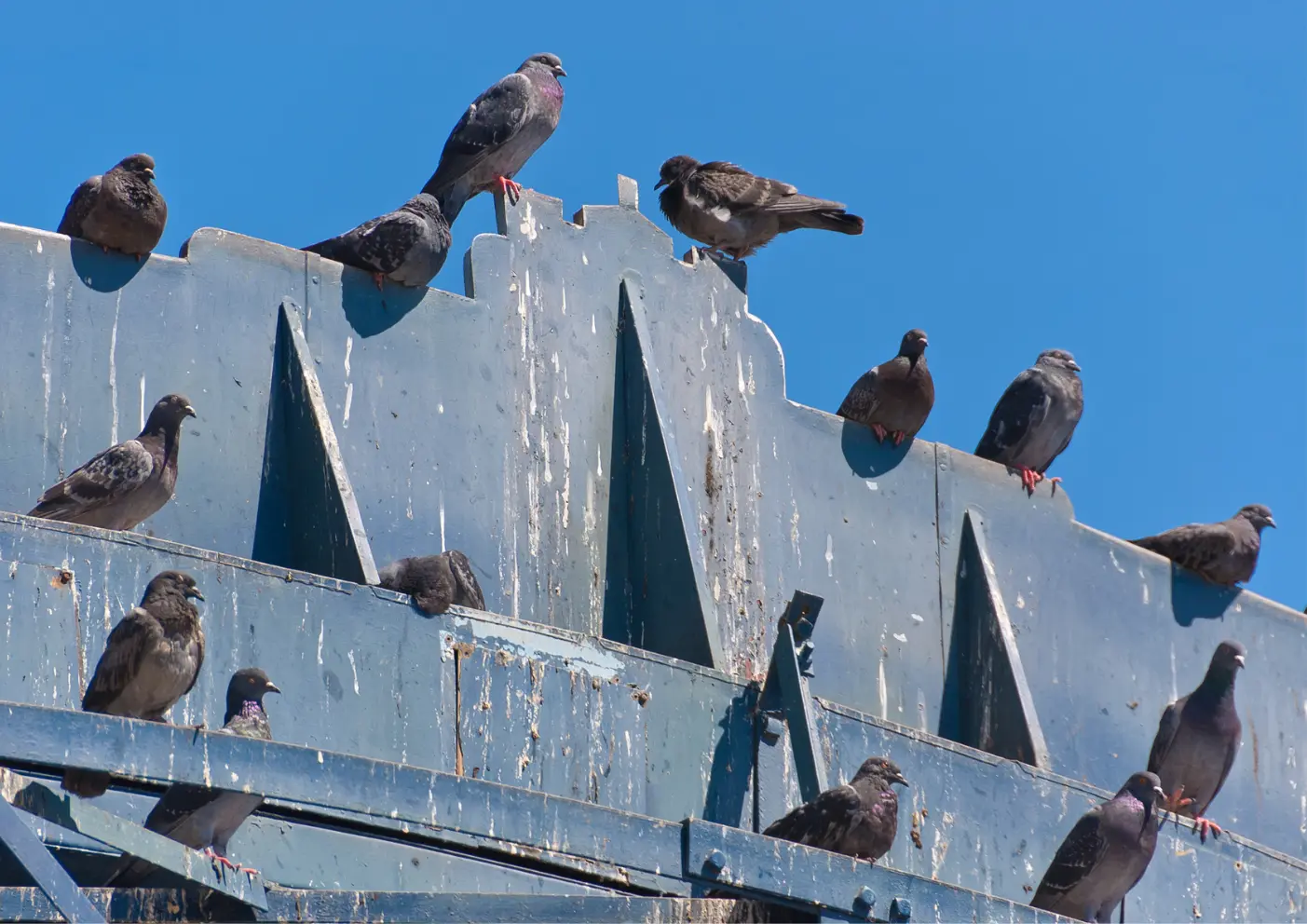 Pigeons installés sur un bâtiment professionnel en Belgique