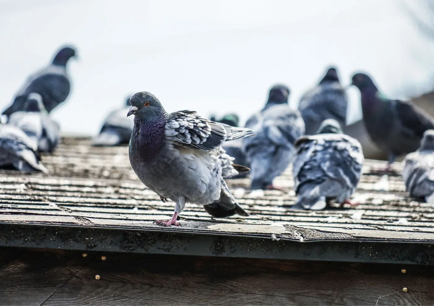 Dépigeonnage en Belgique pour bâtiments touchés par les pigeons