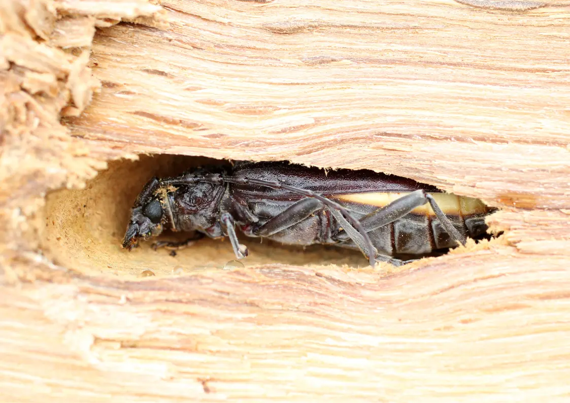 Capricorne des maisons dans une charpente en bois en Belgique