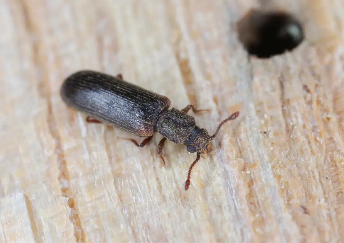 Lyctus dans un parquet une menuiserie et des bois feuillus en Belgique