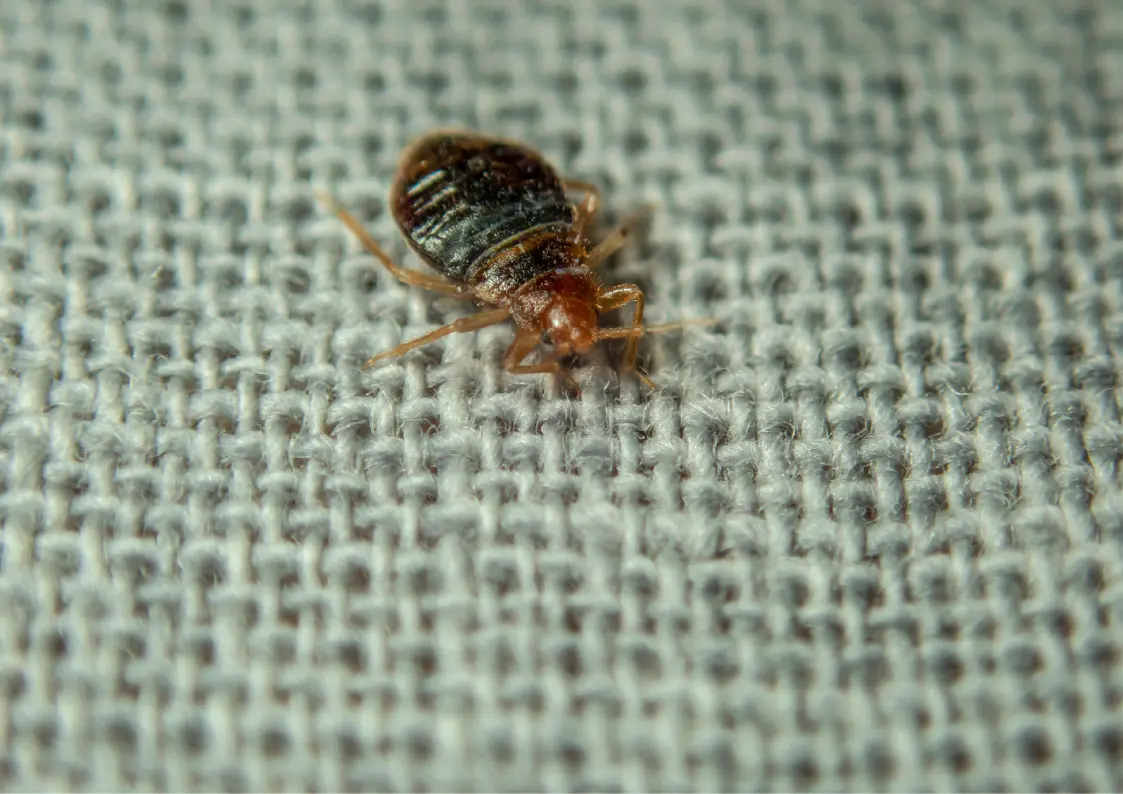 Inspection d’un matelas pour repérer une infestation de punaises de lit en Belgique