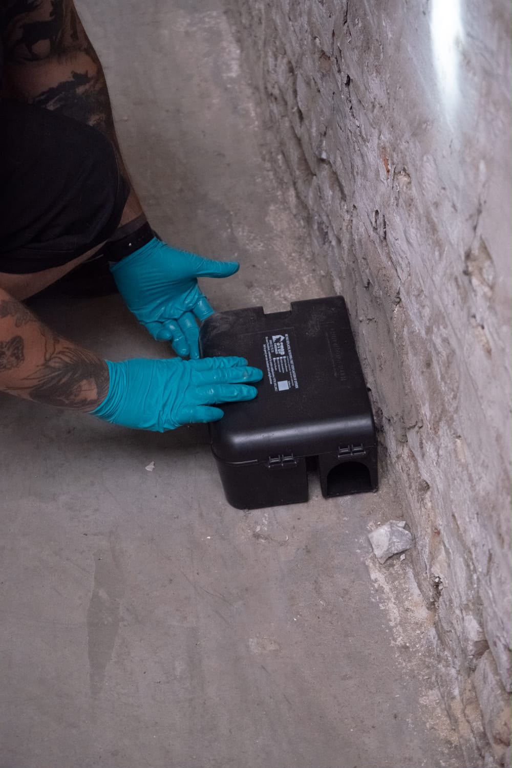 Dératisation en Belgique contre les rats et souris dans les caves cuisines réserves et locaux techniques