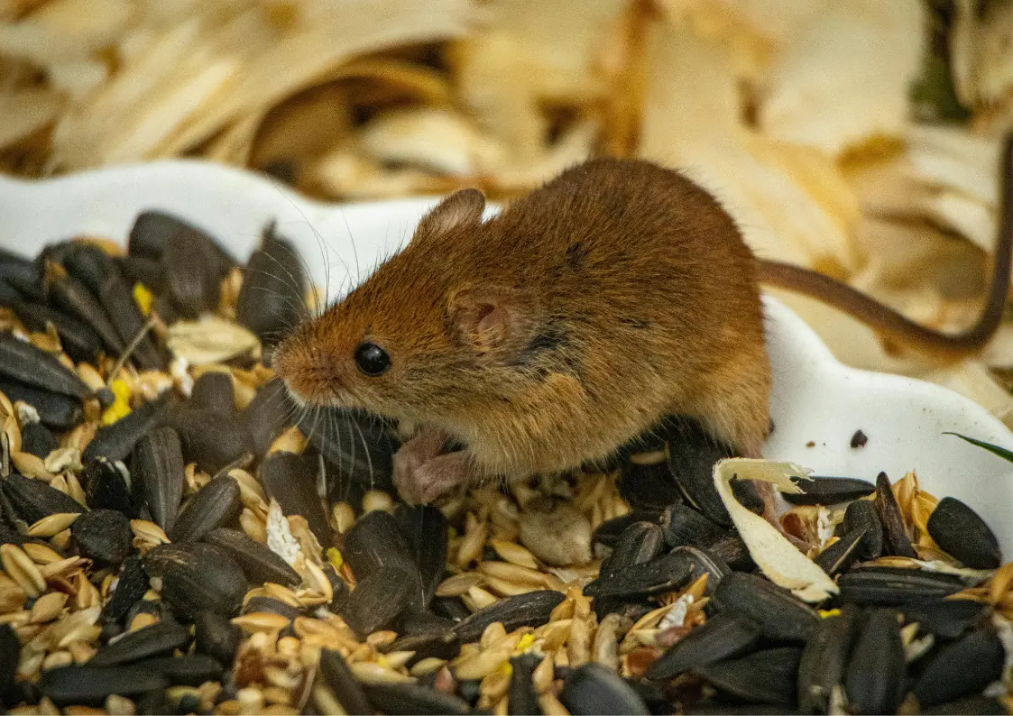 Signes indiquant la présence de rats ou de souris dans une copropriété en Belgique
