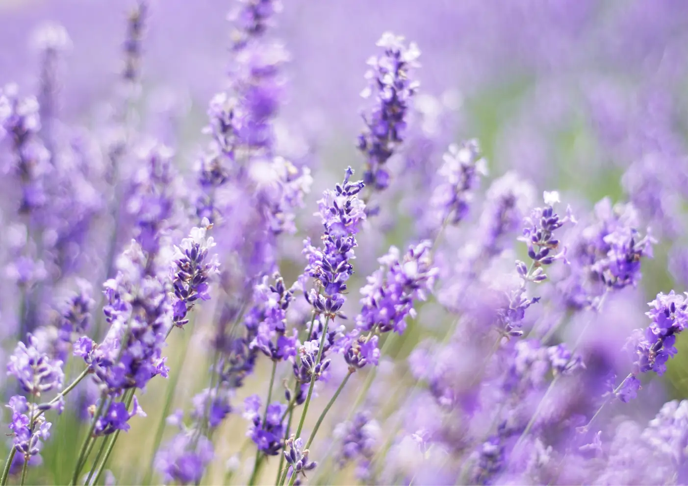 Menthe poivrée et plantes aromatiques utilisées comme répulsifs naturels contre les rats et les souris